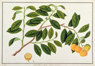 Limo Manies China or Chinese Oranges, from Drawings of Plants from Malacca, c.1805-18 by Chinese School